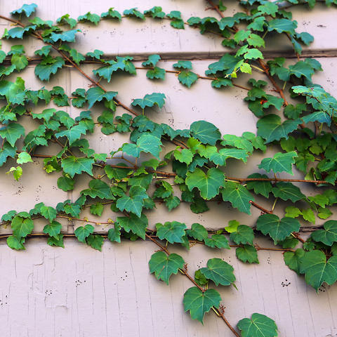 Ivy stretches over a wall